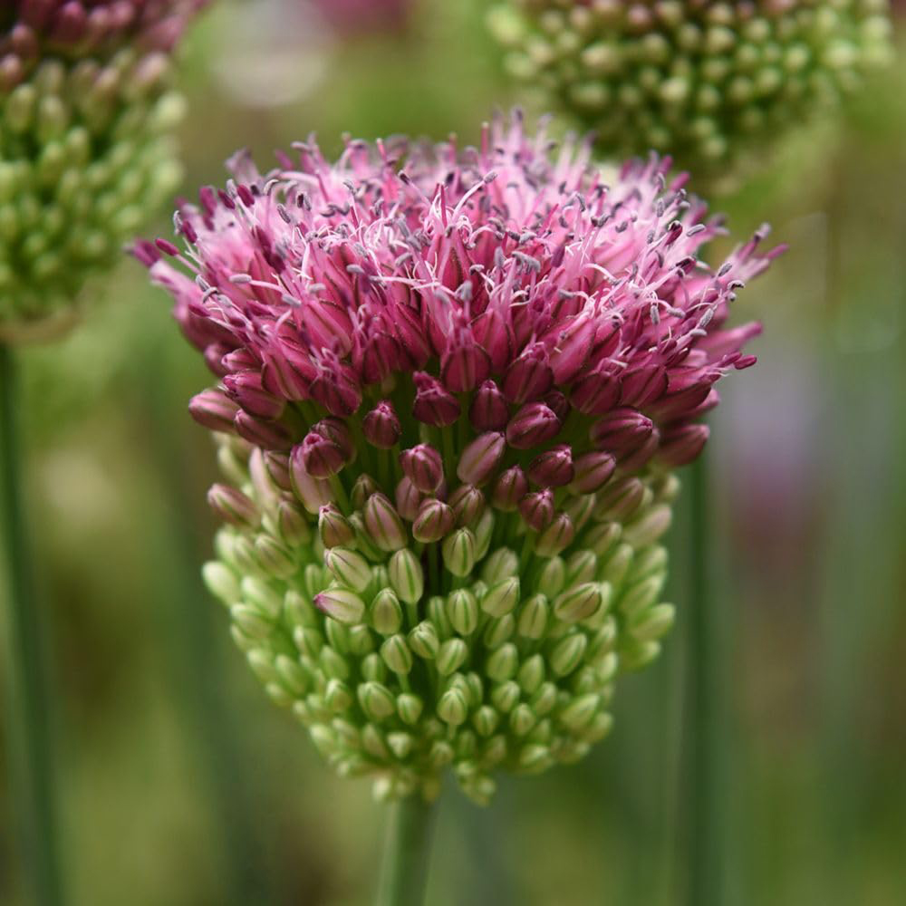 Thompson and Morgan Spring Flowering Bulb Bonanza Mix Planting Bulb 70 Pack Image 5