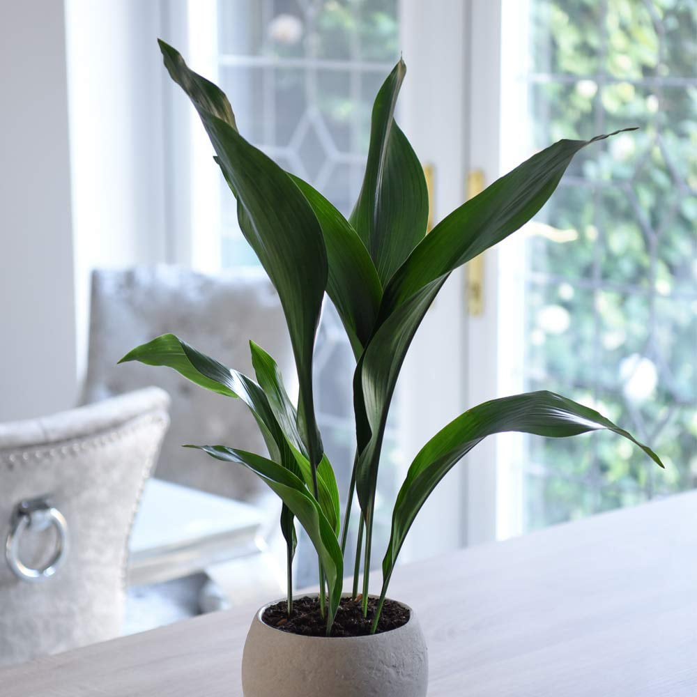 Thompson & Morgan Aspidistra Cast Iron Plant Elatior Potted Plant Image 2