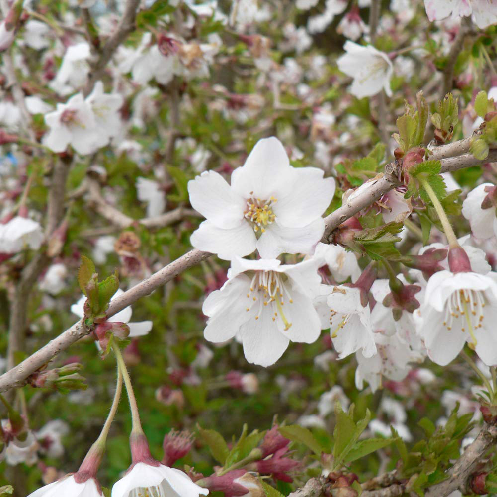 Thompson and Morgan Prunus Ornamental Kojo-No-Mai Cherry Plant Pot 9cm 3 Pack Image 3