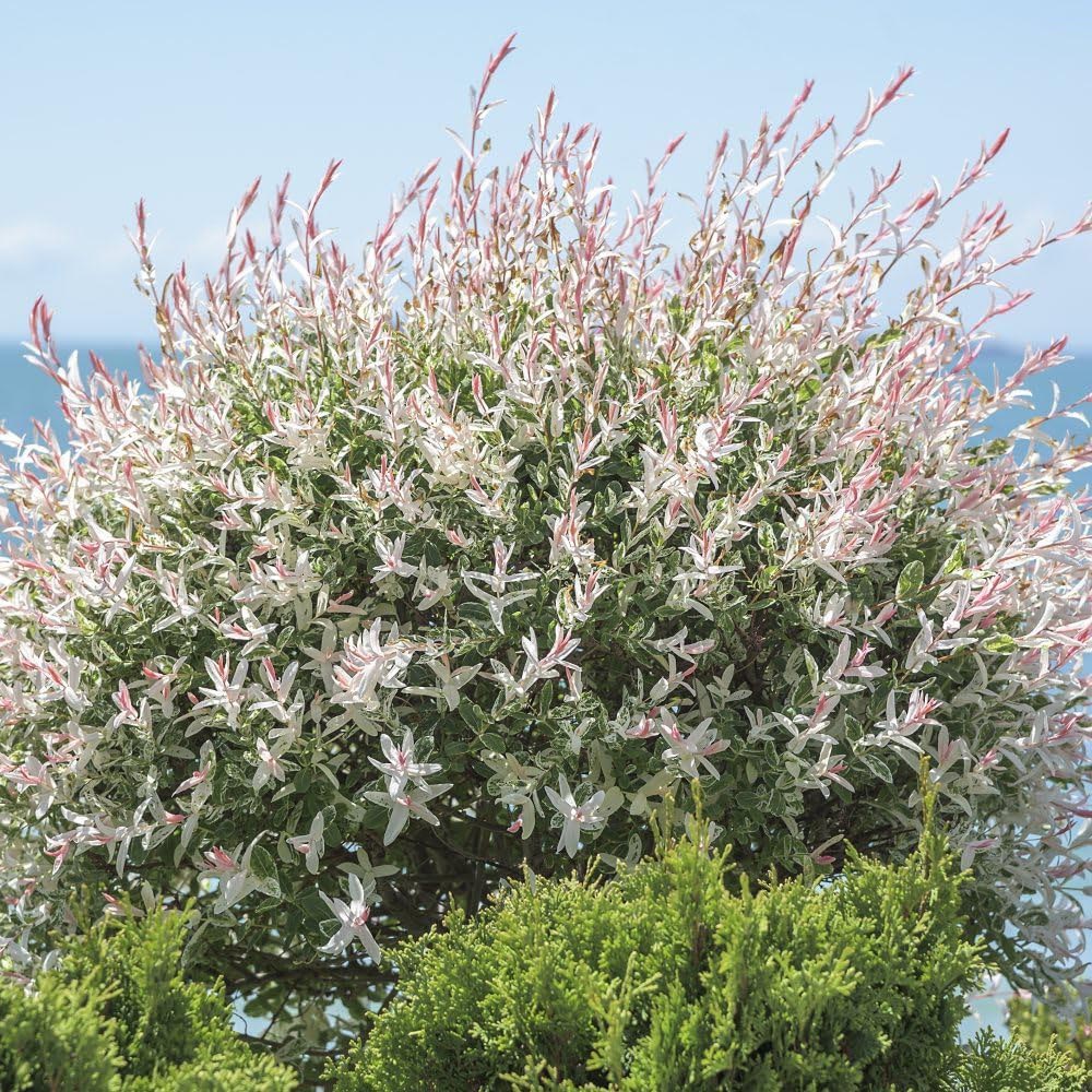 Thompson and Morgan Salix Flamingo Standard 17cm Plant Pot Image 2