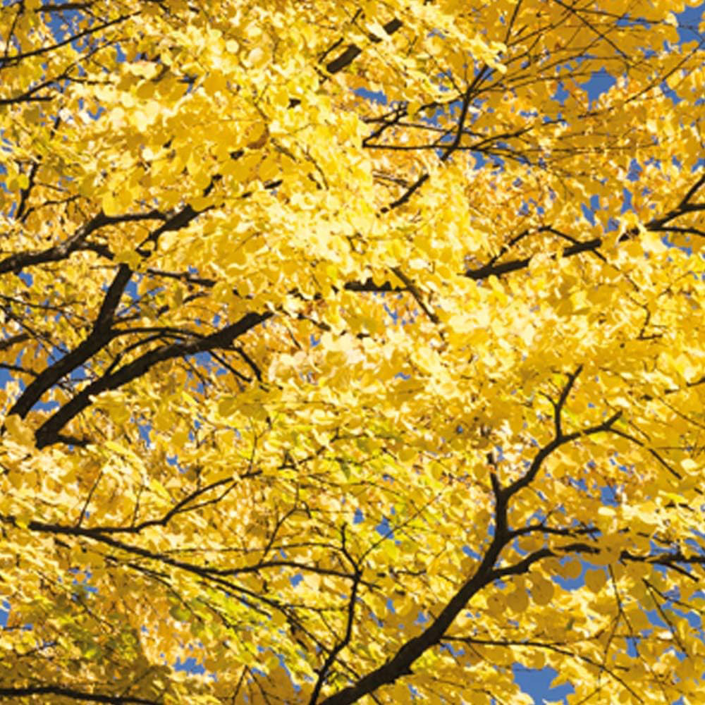 Thompson and Morgan Katsura Plant Pot 9cm 3 Pack Image 2