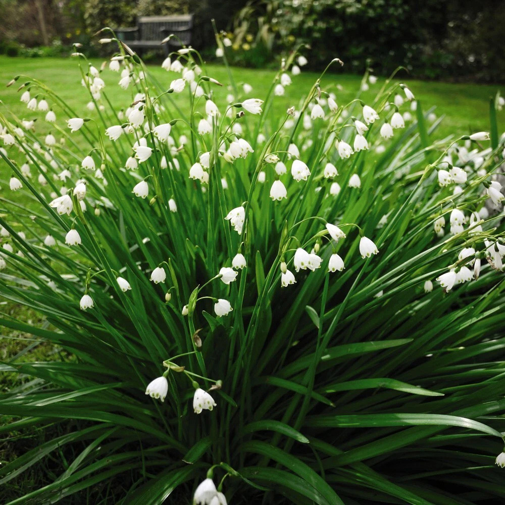 Thompson and Morgan Leucojum Aestivum Summer Snowflake Autumn Planting Bulb 3 Pack Image 2