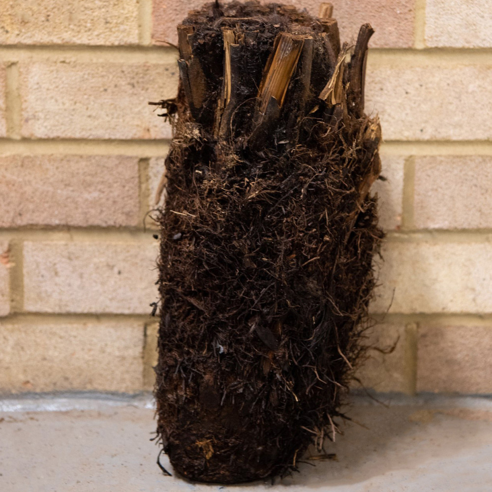 Thompson and Morgan Dicksonia Antarctica Australian Fern Tree Trunk 1ft Image 4