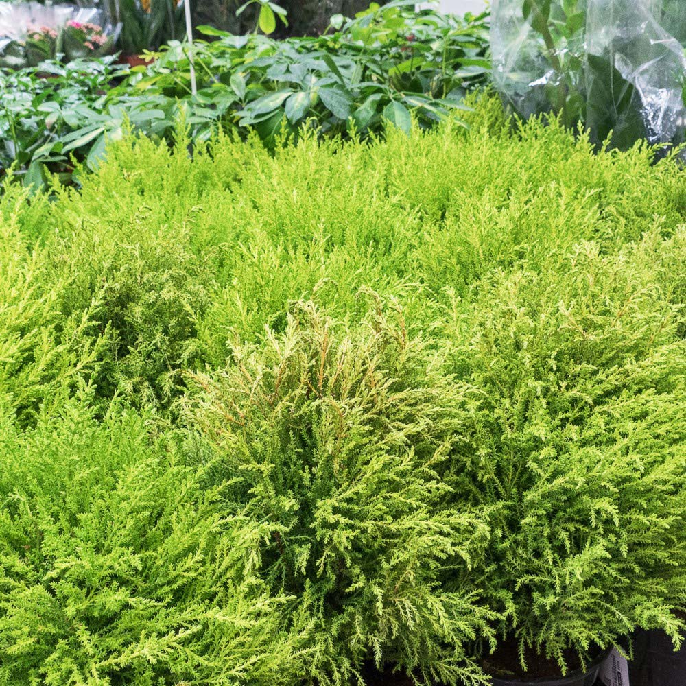 Thompson and Morgan Italian Cupressus Goldcrest Plant Pot 10.5cm 2 Pack Image 4