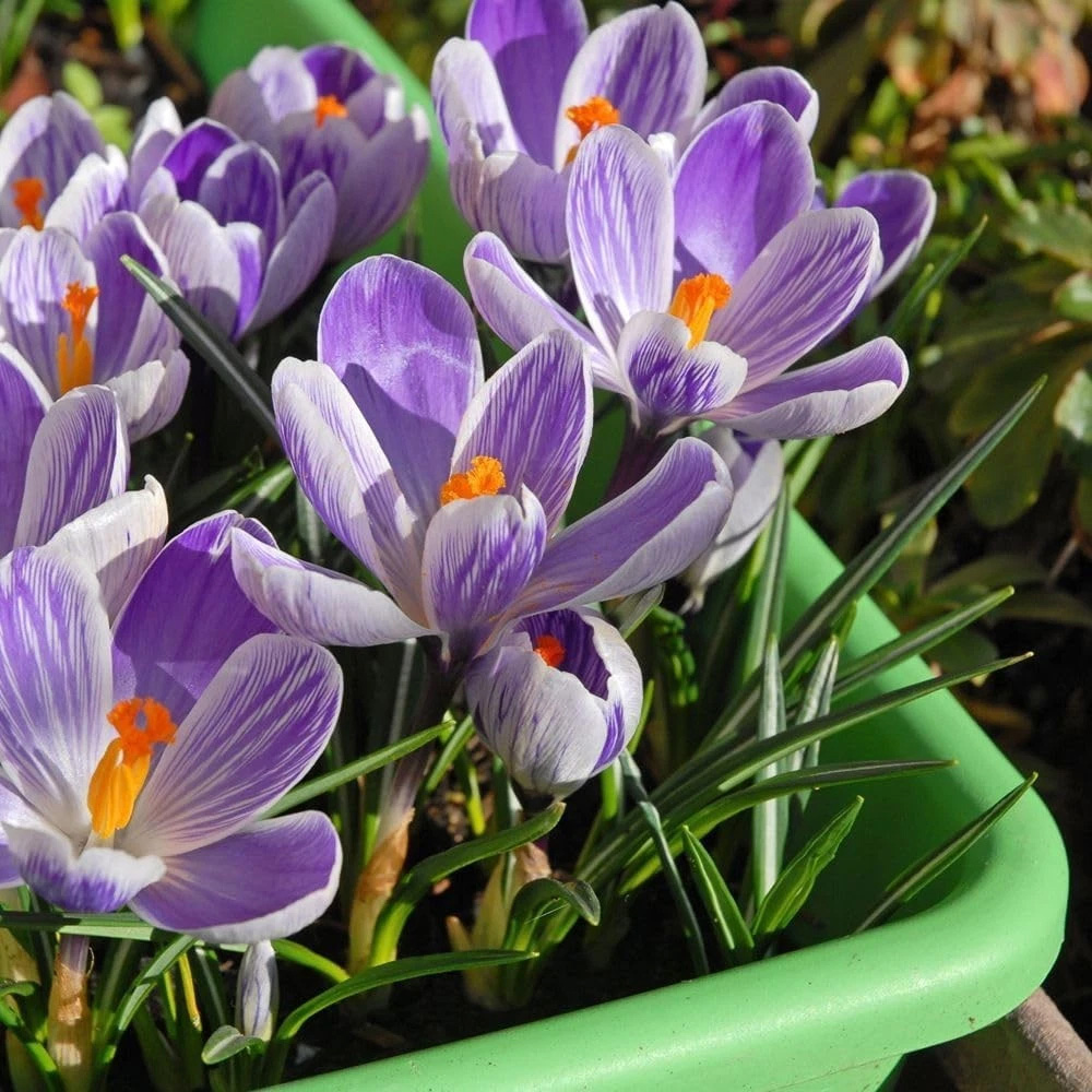 Thompson and Morgan Crocus vernus Pickwick Planting Bulb 80 Pack Image 3