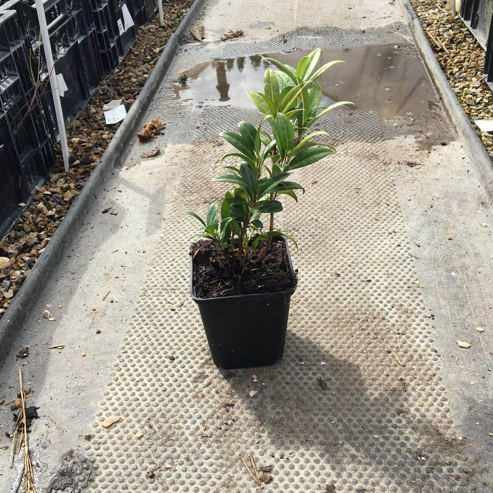 Thompson and Morgan Shrub Fragrant Winter Collection Plant Pot 9cm 3 Pack Image 6