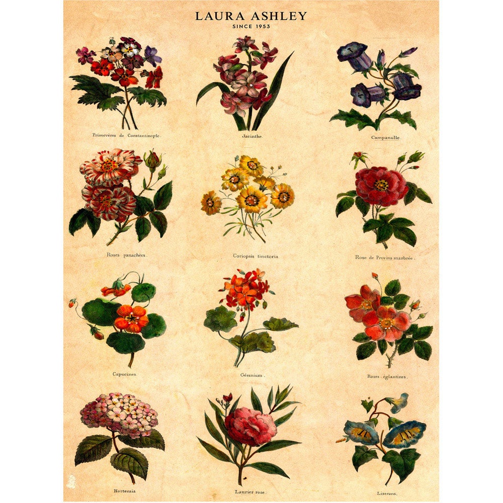 Laura Ashley Botanical Flowers Black Frame Wall Art 70 x 100cm Image 4