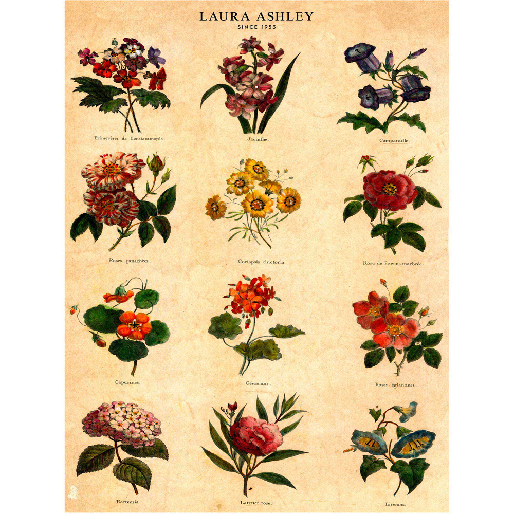 Laura Ashley Botanical Flowers Black Frame Wall Art 50 x 70cm Image 4