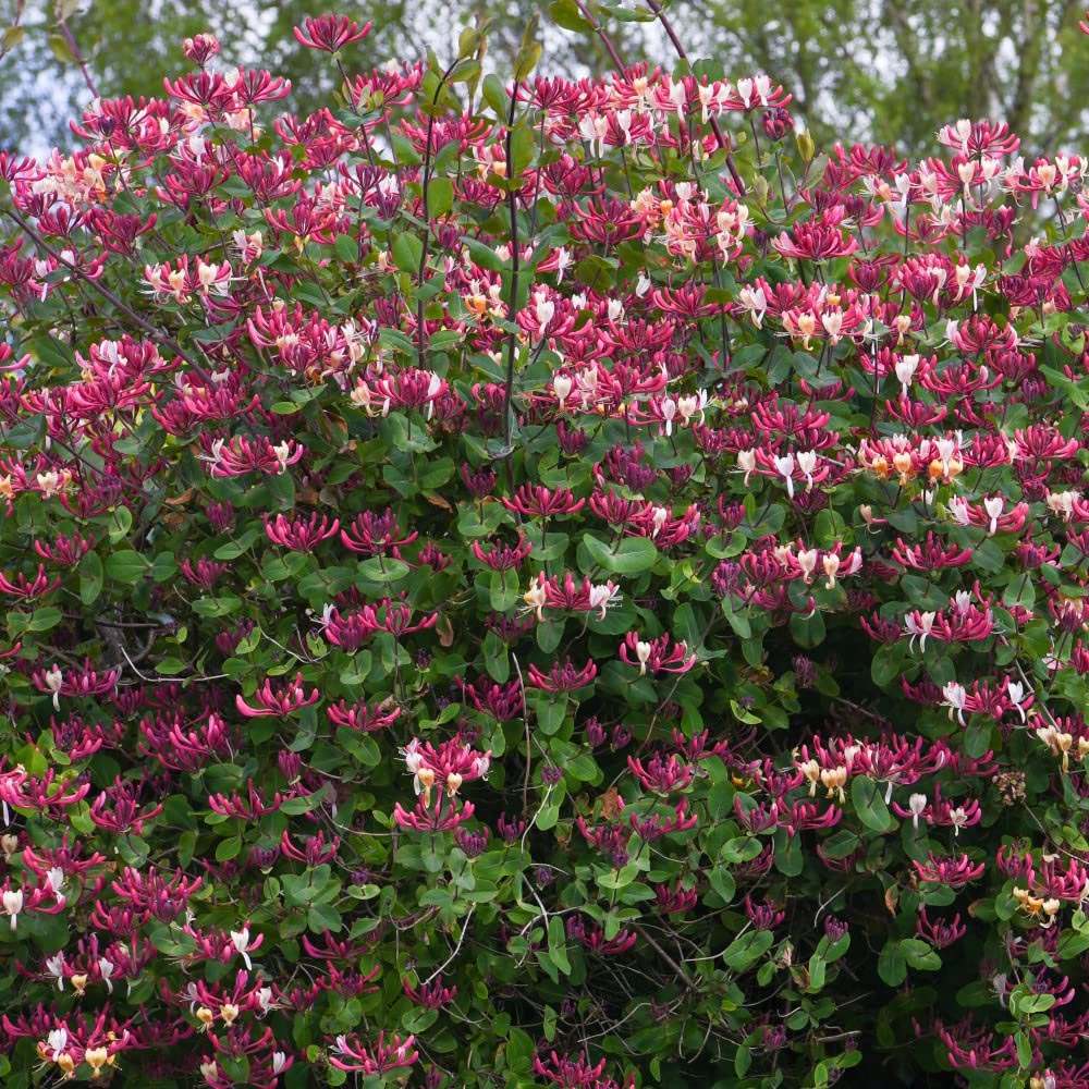 Thompson and Morgan Lonicera Periclymenum Belgica Plant Pot 1.7L Image 4