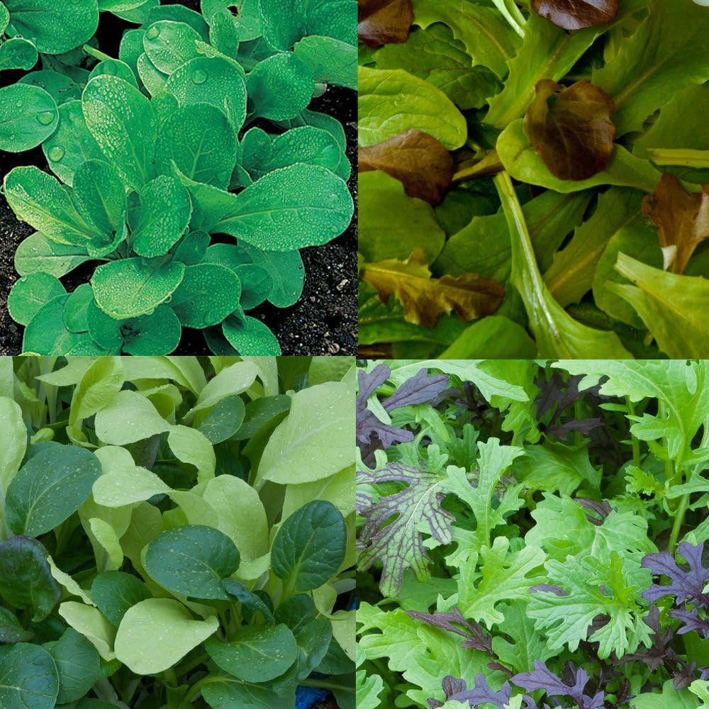 Thompson and Morgan Nurserymans Choice Flower Seed 5 Packets Image 4