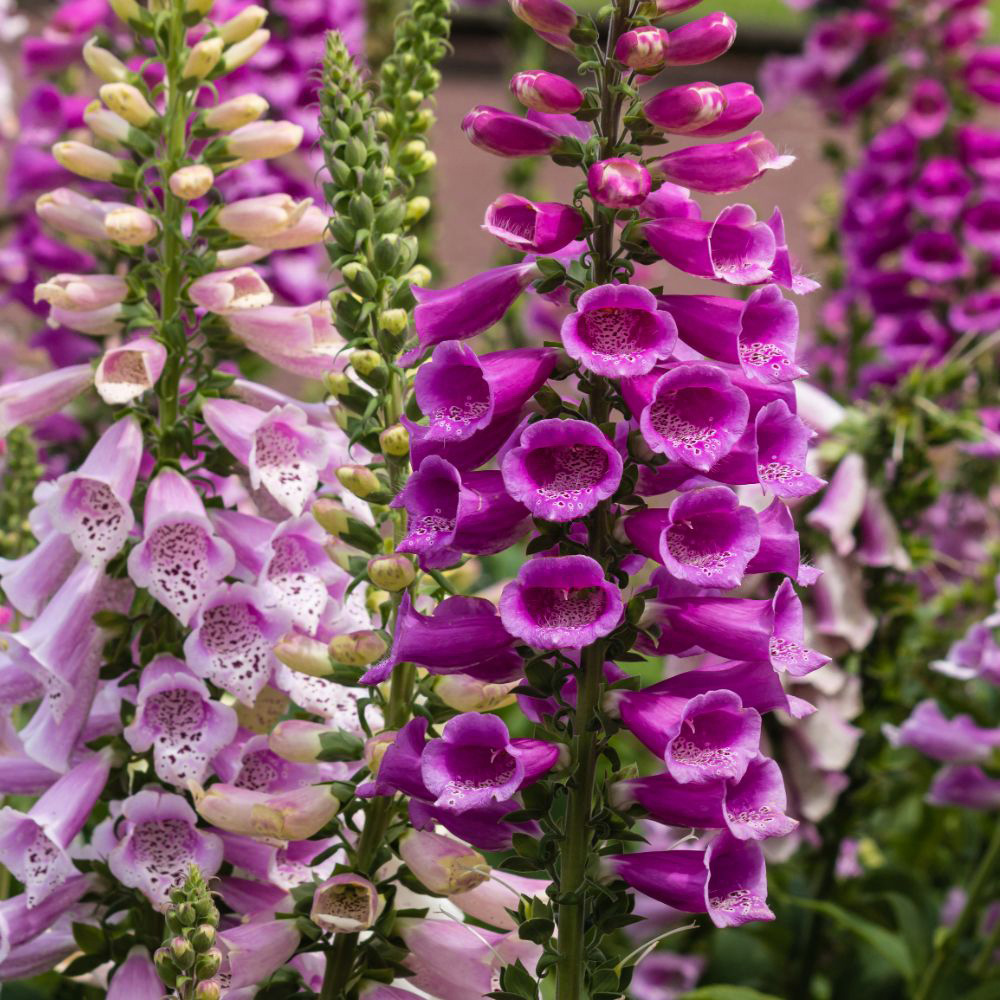 Thompson and Morgan Foxglove Digitalis Dalmatian Mixed Plant Plug 48 Pack Image 3
