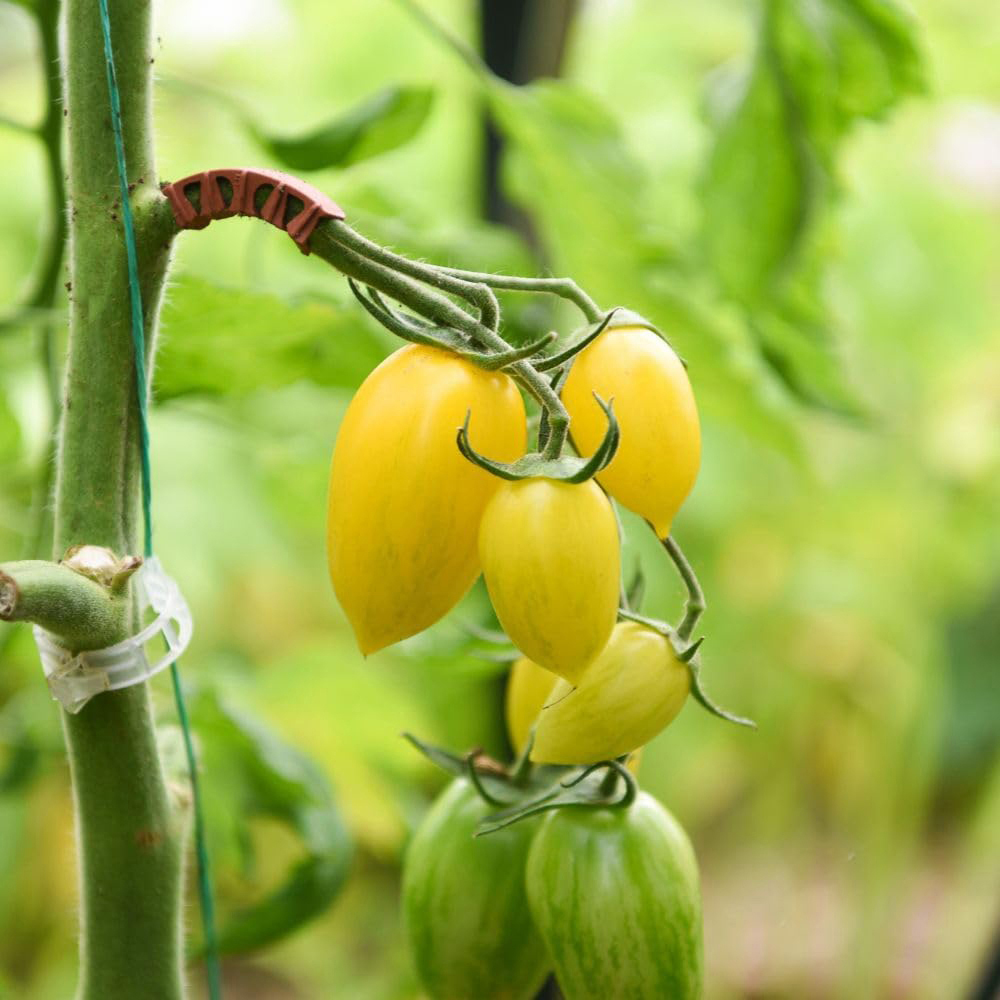 Thompson and Morgan Tomato Bliss F1 Seed Packet Image 3