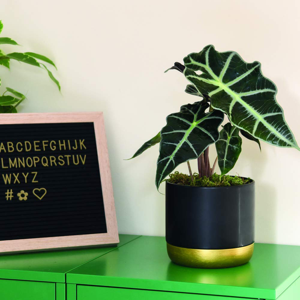 Thompson & Morgan Alocasia Amazonica Elephant Ear Plant Potted Plant 12cm Image 5