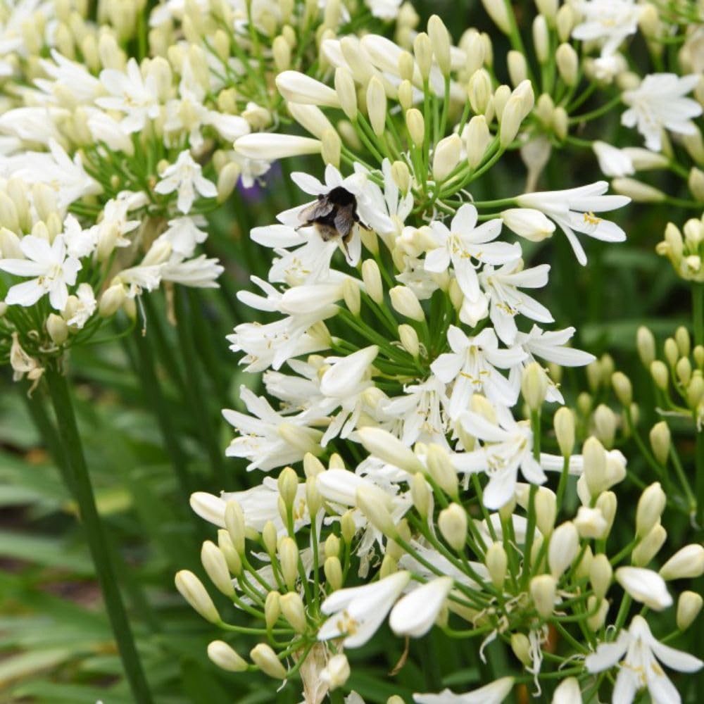 Thompson and Morgan Agapanthus Ever White Plant Pot 2.5L Image 5