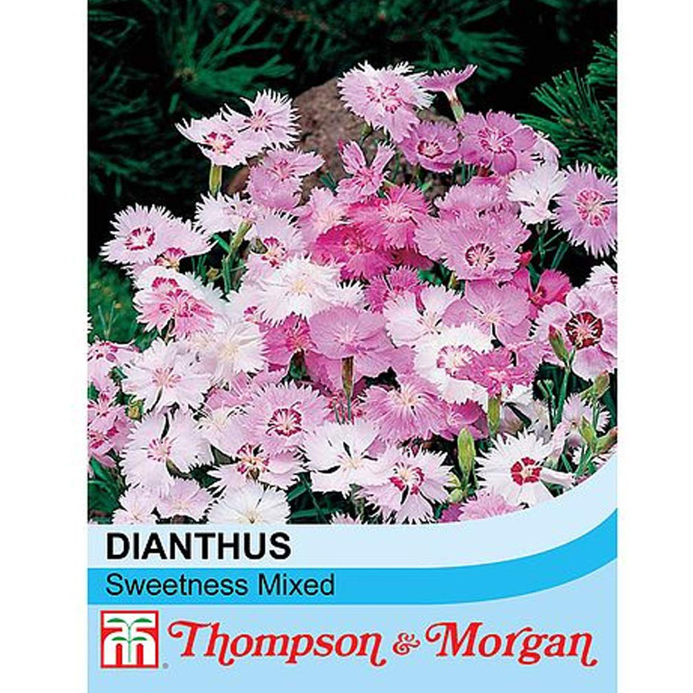 Thompson and Morgan Dianthus Plumarius Sweetness Mixed Seeds Image 2