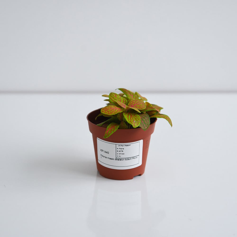 Thompson and Morgan Fittonia Mosaic Skeleton Plant Pot 8.5cm Image 3