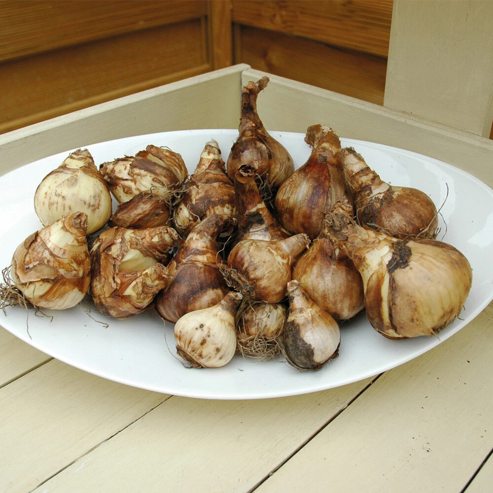Thompson and Morgan Daffodil Citrus Sorbet Mixed Planting Bulb 80 Pack Image 4
