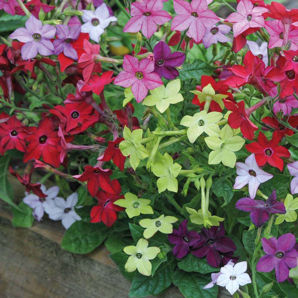 Thompson and Morgan Nicotiana Eau de Cologne Garden Ready Plant 30 Pack Image 1