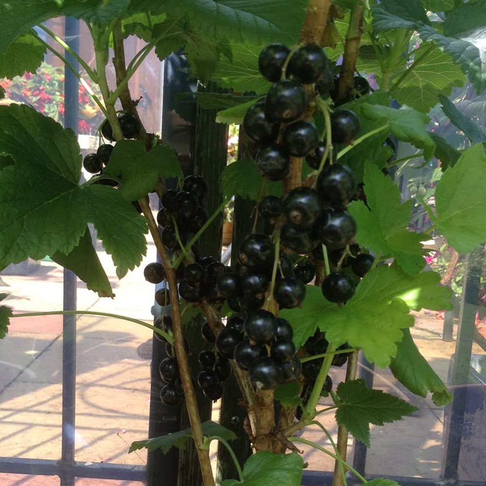 Thompson & Morgan Blackcurrant Ribes Ben Connan Potted Plant 9cm Image 3