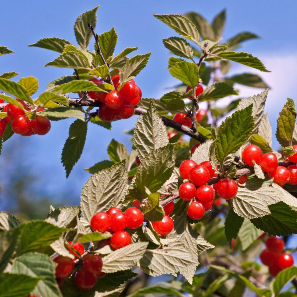 Thompson and Morgan Prunus Tomentosa Plant Pot 3.6L Image 2