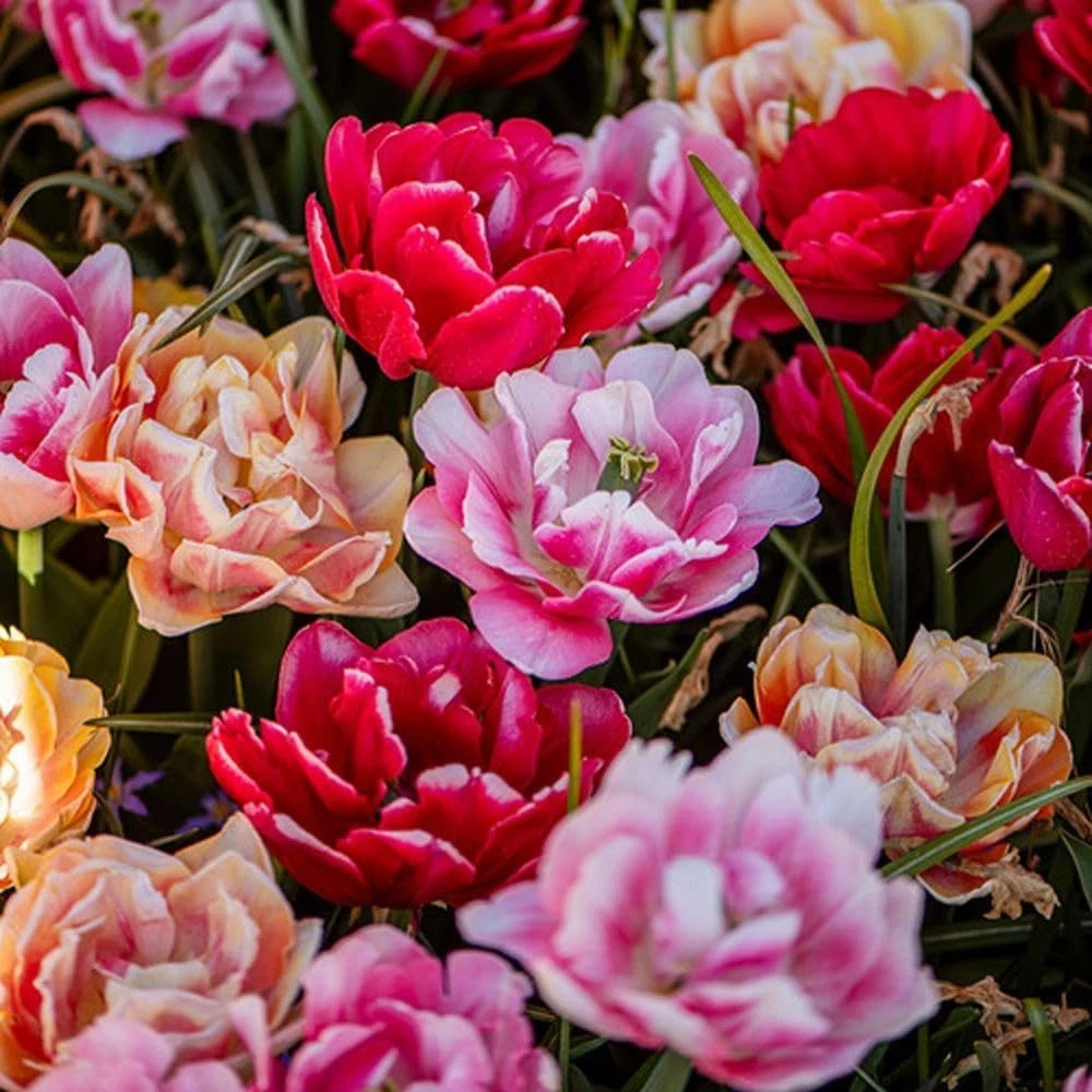 Thompson and Morgan Tulip Foxtrot Collection Planting Bulb 9 Pack Image 3