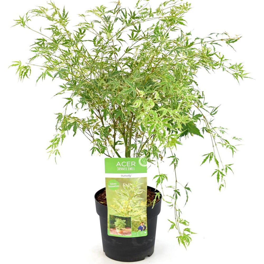 Thompson and Morgan Acer Palmatum Butterfly Plant Pot 3L Image 2