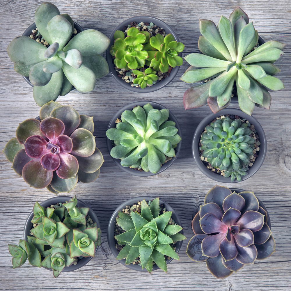 Thompson and Morgan Crassula Succulents Mix Potted Plant 10.5cm 5 Pack Image 5