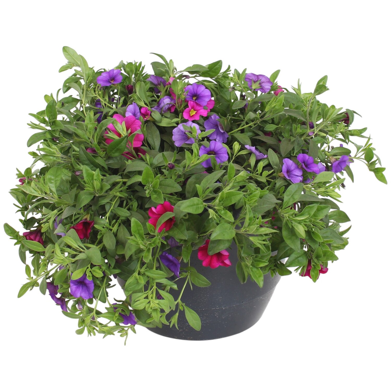 Bedding Trixi Mix Image 2