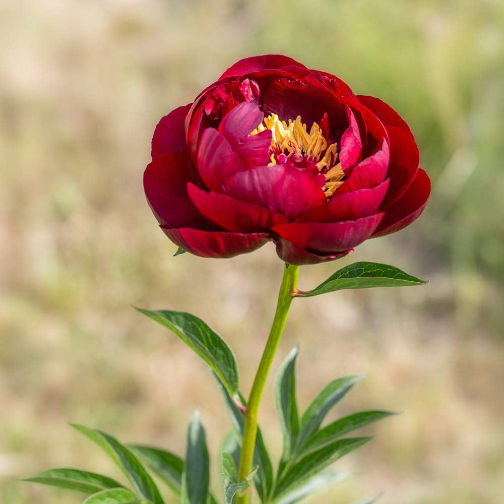 Thompson and Morgan Peony Buckeye Belle Bare Root Image 2