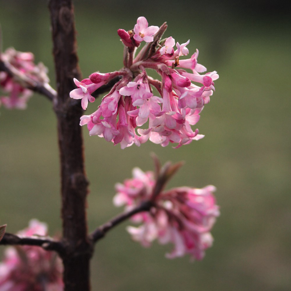 Thompson and Morgan Viburnum Bodantense Dawn Potted Plant 9cm Image 5