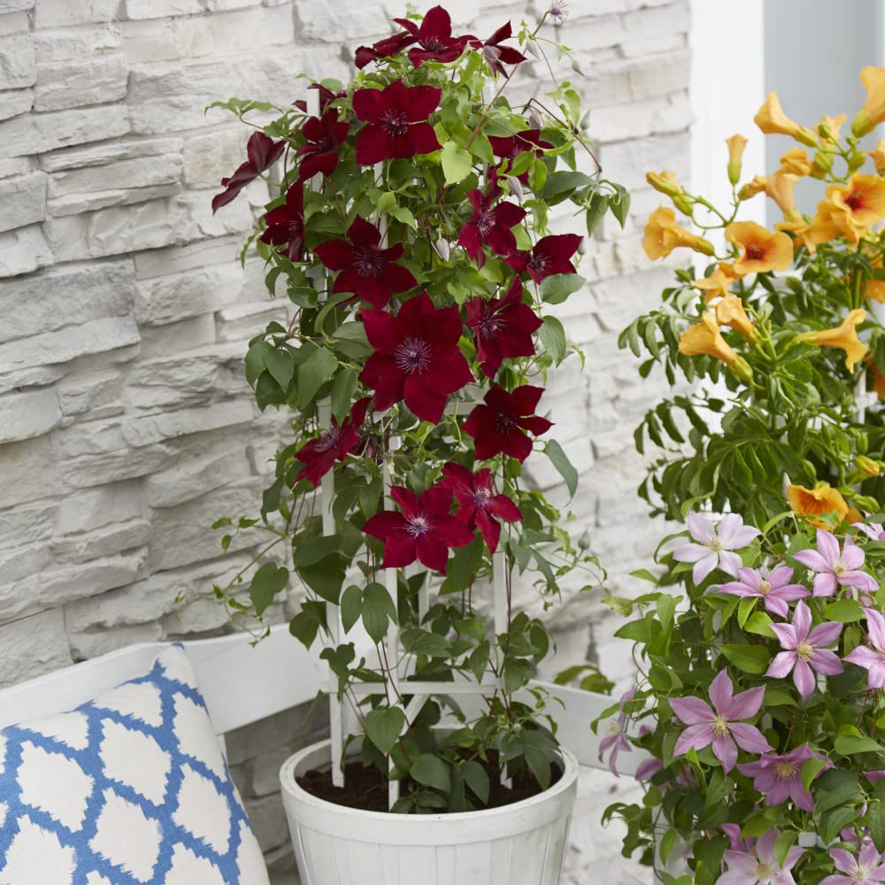 Thompson and Morgan Clematis Nubia Plant Pot 15cm Image 4