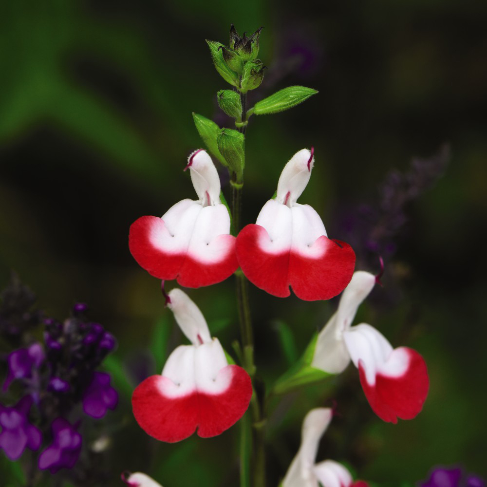 Thompson and Morgan Salvia Greggii Hotlips Potted Plant 1L Image 1