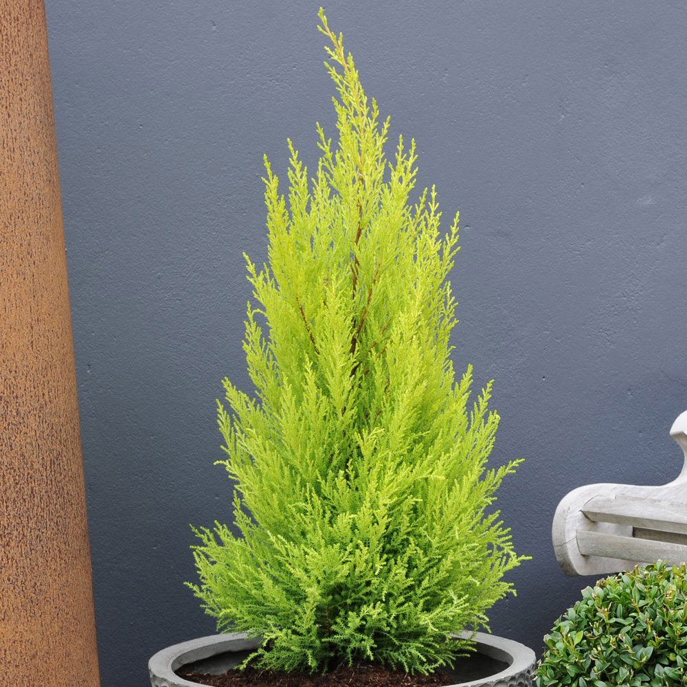 Thompson and Morgan Italian Cupressus Goldcrest Plant Pot 10.5cm 2 Pack Image 2