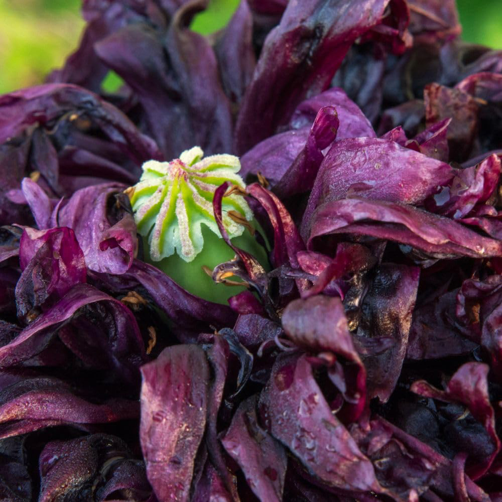 Thompson and Morgan Black Double Poppy Papaver Paeony Seed Packet Image 2