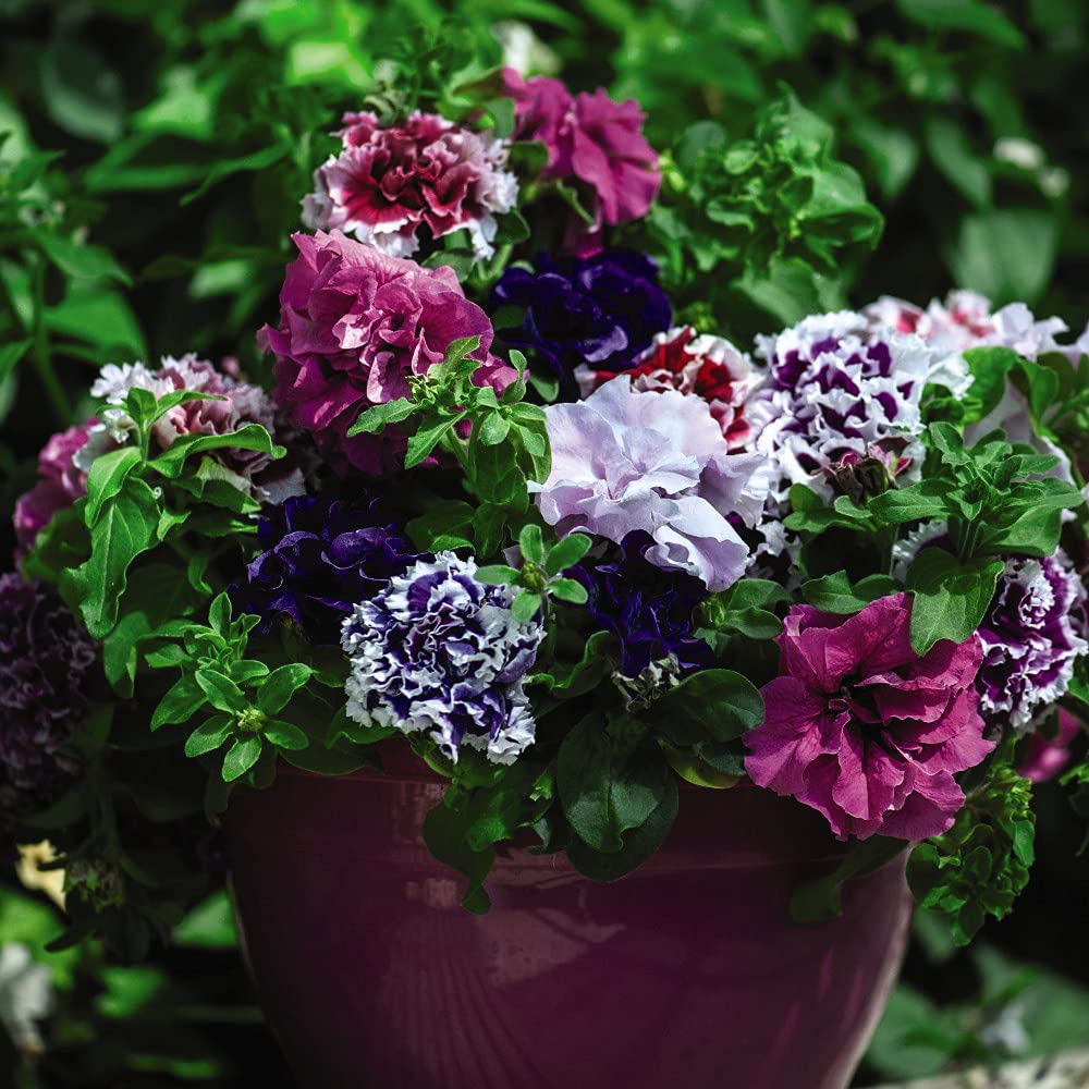 Thompson and Morgan Petunia Double Orchid Flower Mixed Plant Plugs 6 Pack Image 5