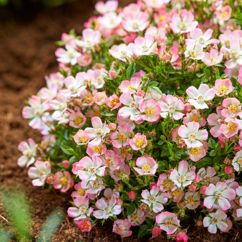 Thompson and Morgan Rosa Cutie Pie Potted Plant 12cm 2 Pack Image 2