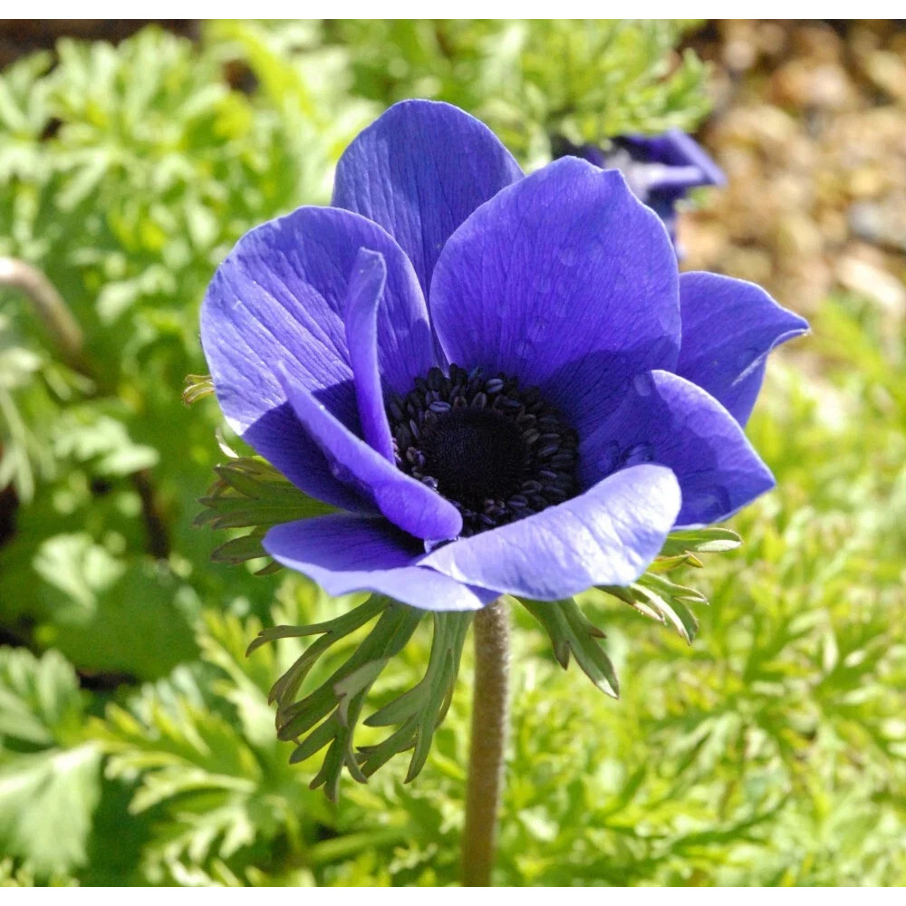 Thompson and Morgan Anemone Mr Fokker Planting Bulb 16 Pack Image 3