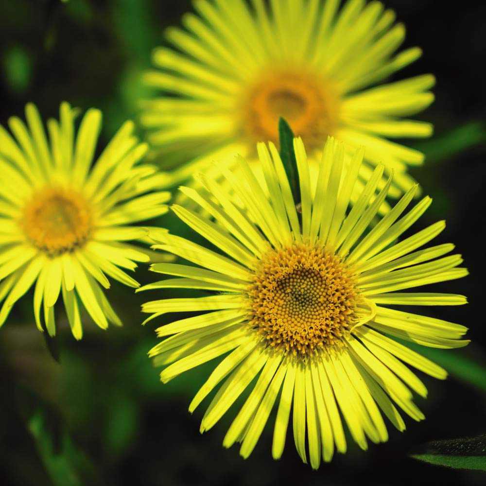 Thompson and Morgan Doronicum Little Leo Plant Plug 12 Pack Image 1