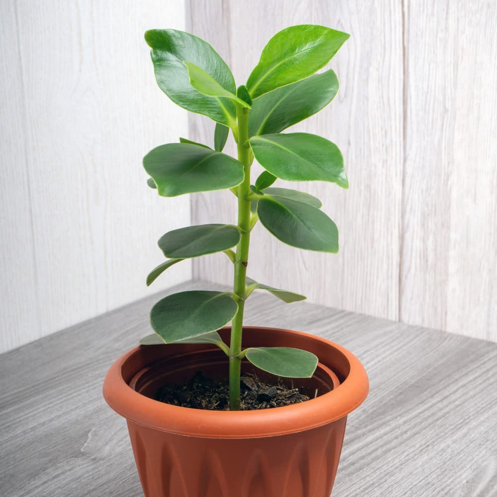 Thompson and Morgan Clusia Rosea Princess Potted Plant 12cm 2 Pack Image 4