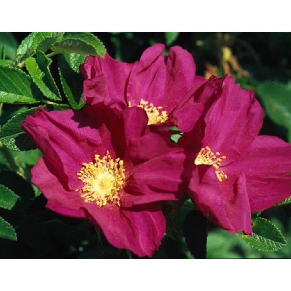 Inspirational Gifting Red Hedging Rose Bare Root Hedge Plant Saplings 1-2ft 10 Pack Image 2