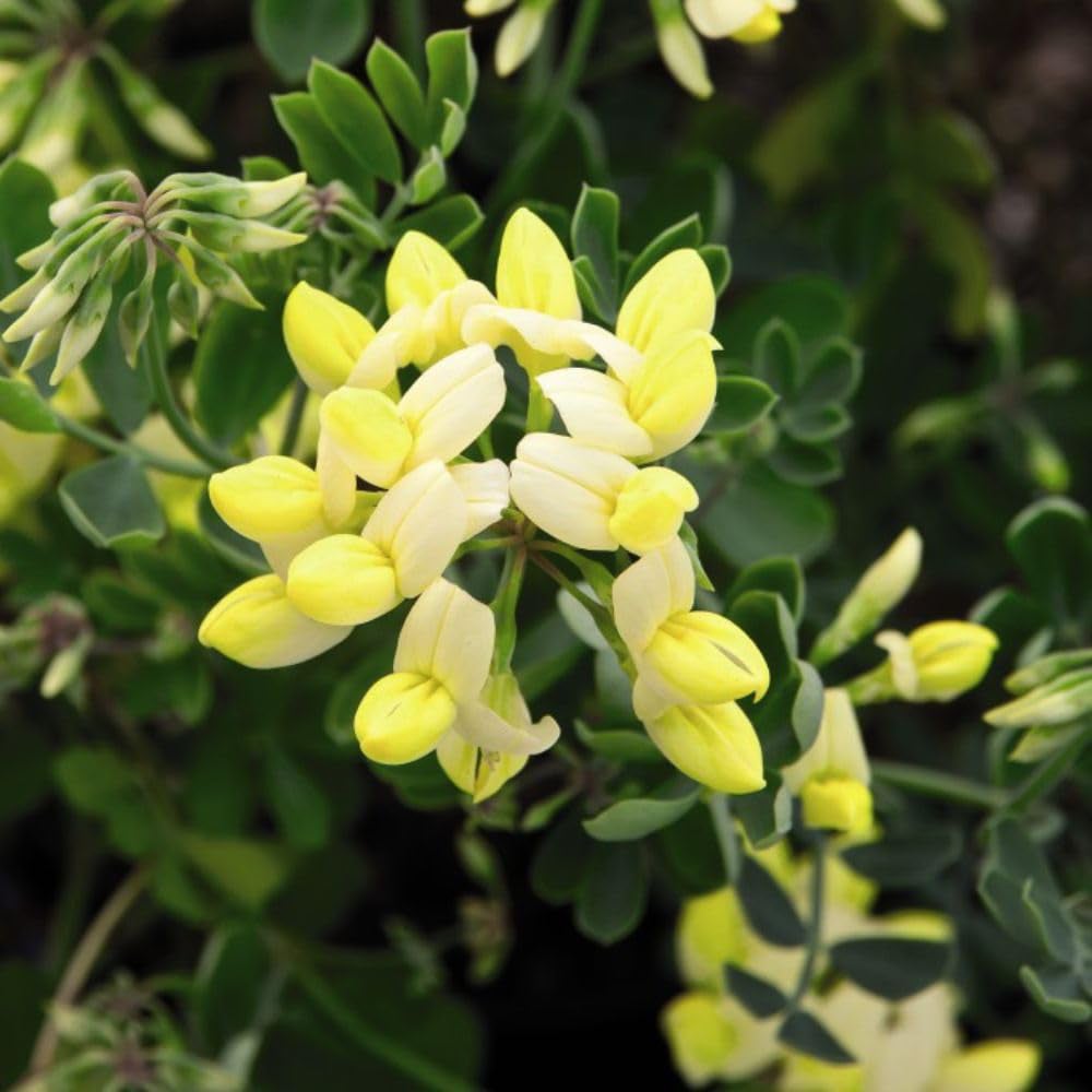 Thompson and Morgan Coronilla Citrina Pot 9cm 3 Pack Image 2