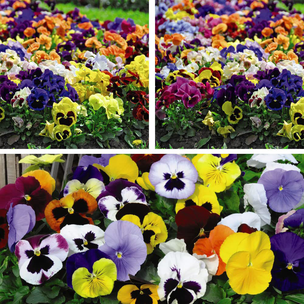Thompson and Morgan Pansy Summertime Garden Ready Plant 15 Pack Image 6