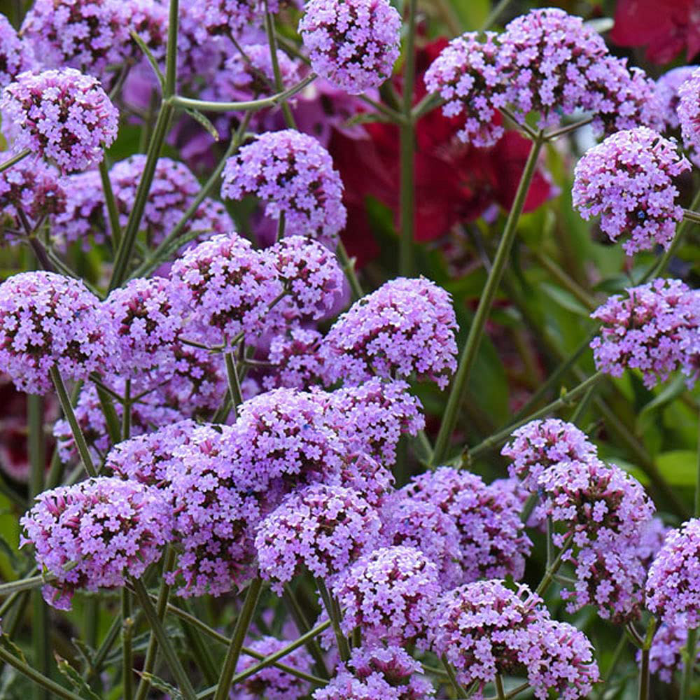 Thompson and Morgan Verbena Bonariensis Garden Ready Plant 30 Pack Image 6