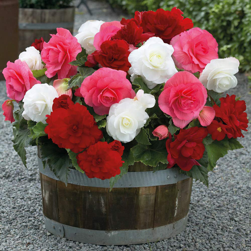 Thompson and Morgan Begonia Nonstop Berries and Cream Mix Tuber 10 Pack Image 2