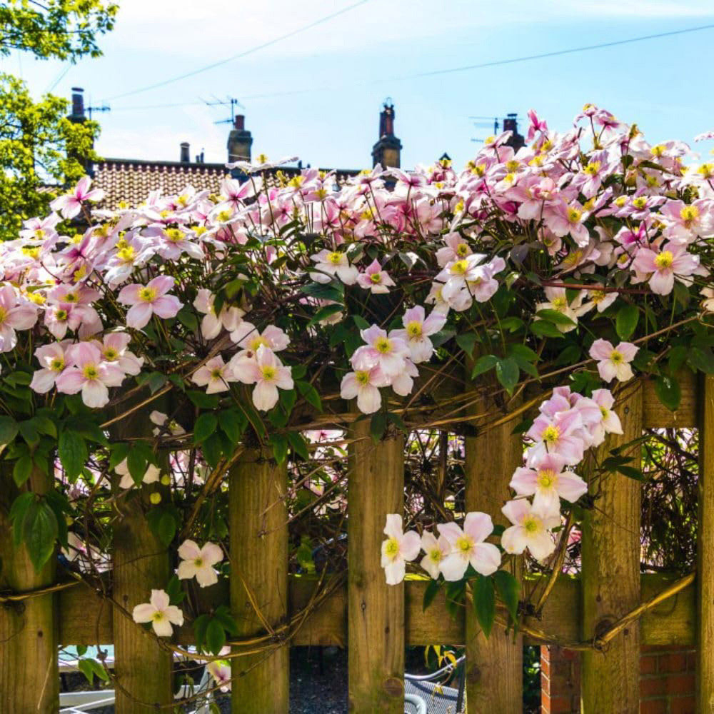 Thompson and Morgan Clematis Montana Mayleen Pot 7cm 3 Pack Image 2