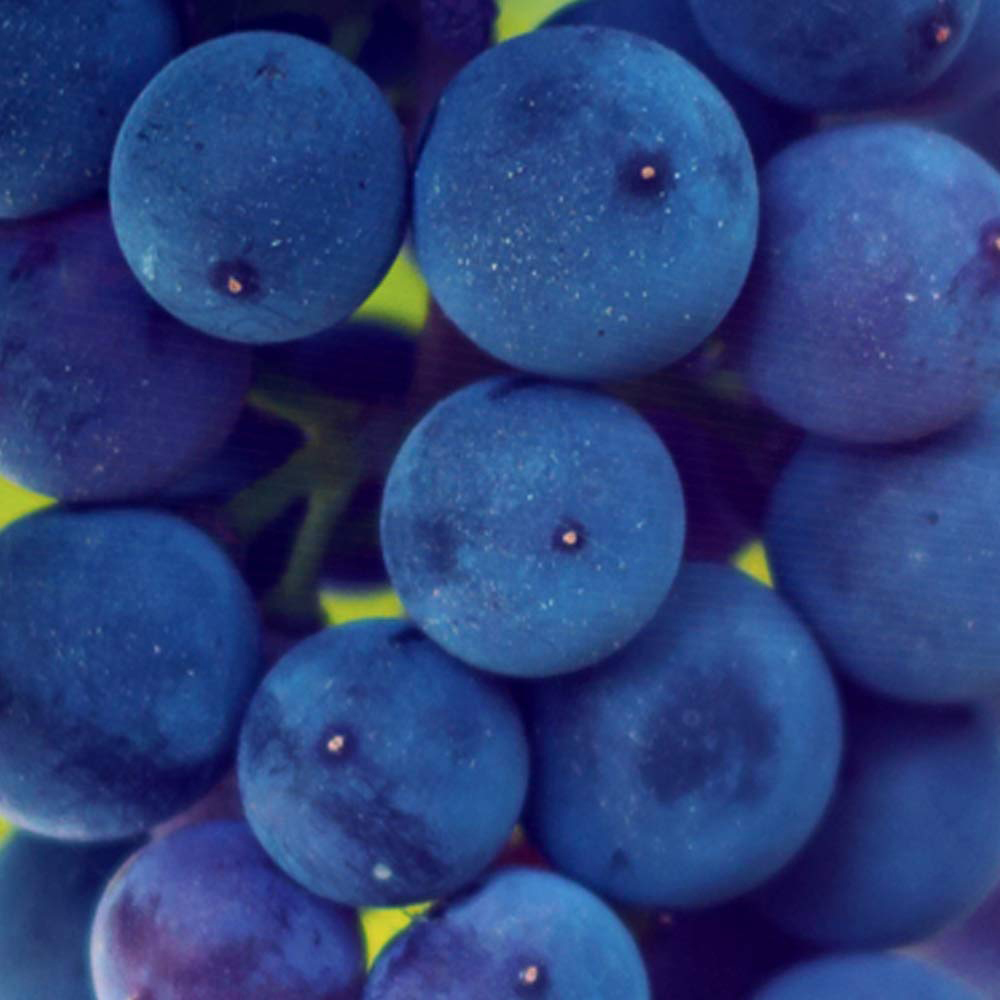 Thompson and Morgan Grape Vitis Cabernet Plant Pot 10.5cm Image 2