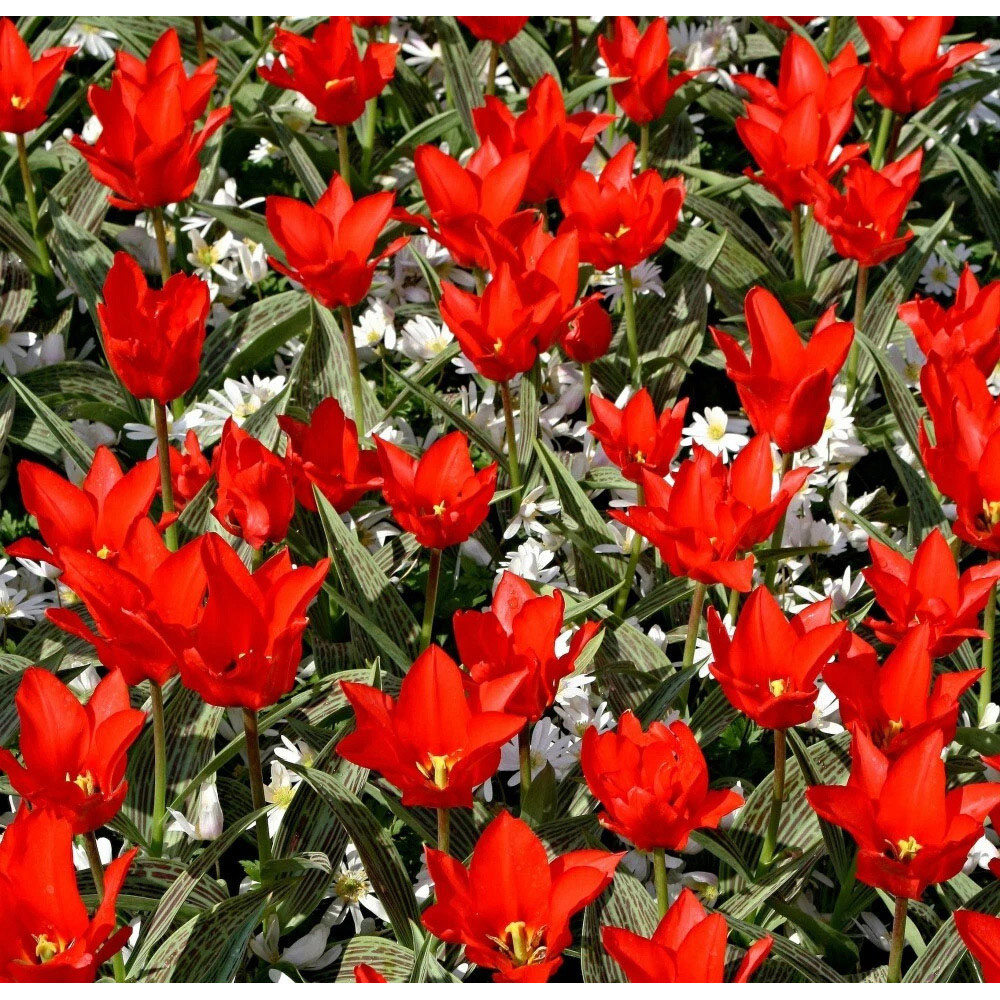 Thompson and Morgan Tulip Red Riding Hood Planting Bulb 16 Pack Image 3