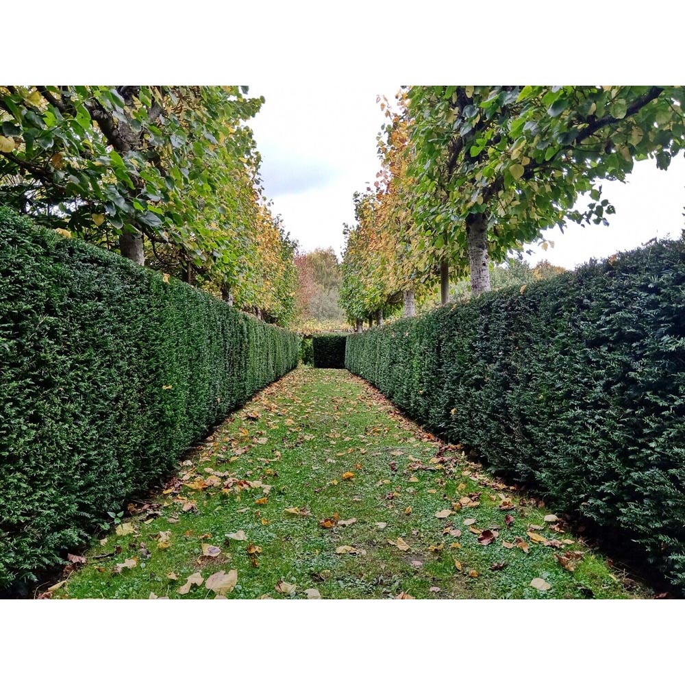 Inspirational Gifting Yew Evergreen Bare Root Hedge Plant Sapling 30-40cm 10 Pack Image 5