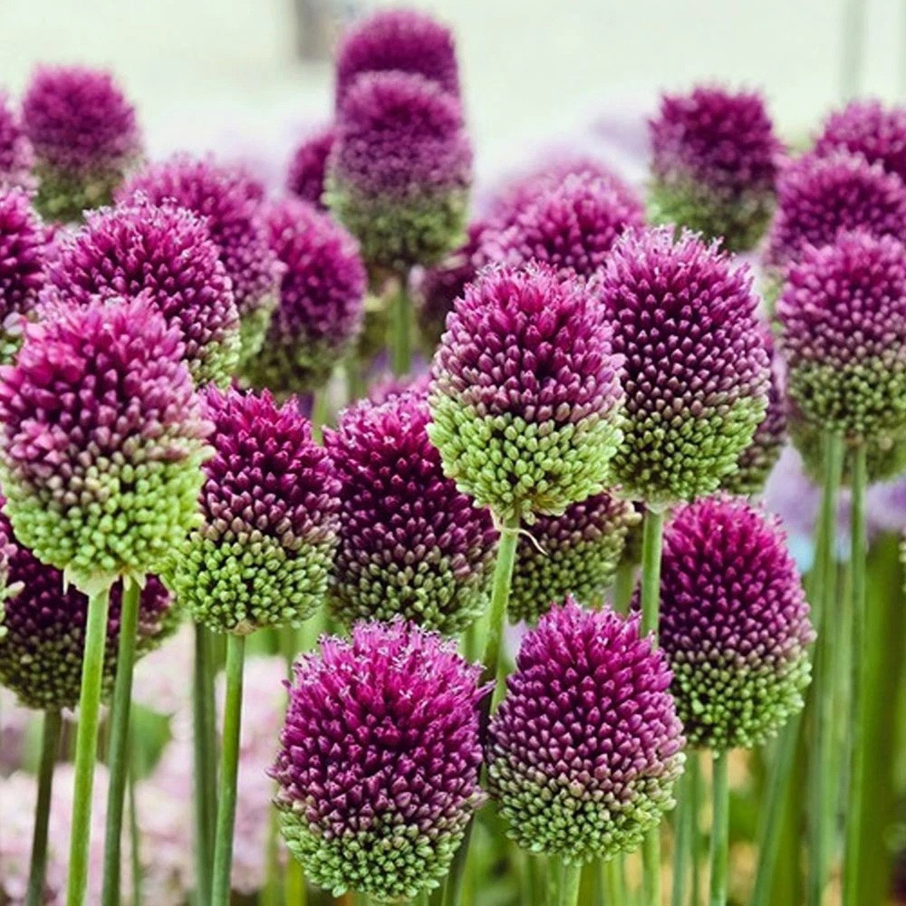 Thompson and Morgan Allium Collection Mixed Planting Bulb 200 Pack Image 2