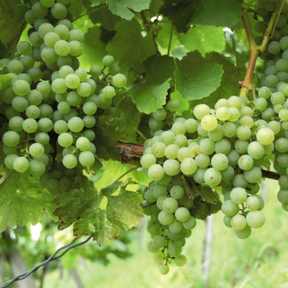 Thompson and Morgan Grape Collection Plant Pot 2L 2 Pack Image 2